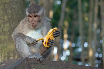wild lebende tiere, affenpark, essen, banane