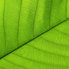 Fototapeta na wymiar green cell structure texture of nature leaf background