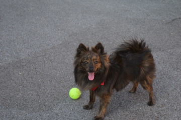 Dog