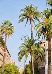 Palm trees against the blue sky in the streets of Rome, Italy