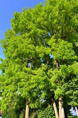 Gewöhnliche Robinie