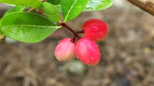 Karanda fruit