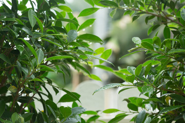 rain drop water on green leaf nature, abstract greenery background