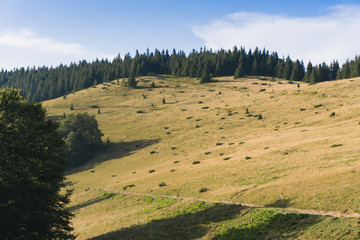 Carpathian lawns