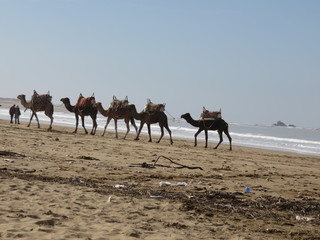 Dromedaries caravan on the beach, Essaouira