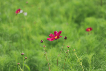 コスモス