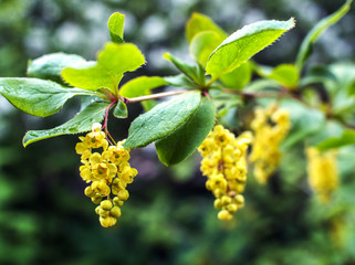 Yellow flowers of bird cherry close-up. Macro shooting.