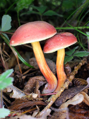 Champignons des bois non comestibles