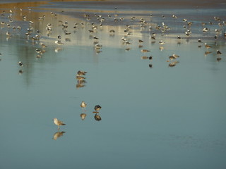 Birds reflected in the water