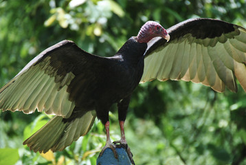 Vautour, Urubu à tête rouge 