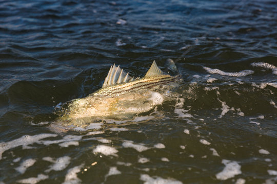 Fishing for Striped Bass