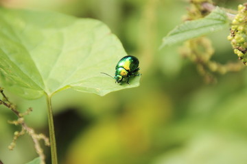 grüner Metallikkäfer 1