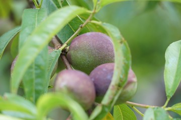 Unreife Walnüsse am Baum