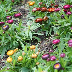 Buntes Blumenbeet - gelb, orange, rot, lila, pink, weiß