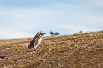 Wild Penguin, Isla Magdalena, Punta Arenas, Chile, Patagonia