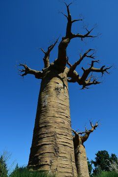 Baobab