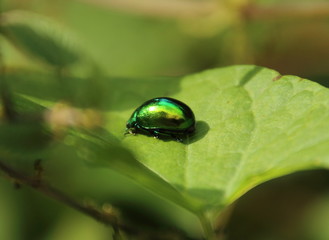grüner Metallikkäfer 3