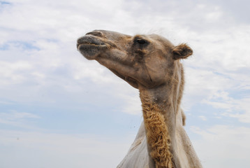 Adult camel