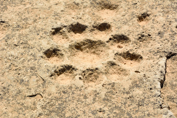 Ancient dot carvings with floral design at Jebel Jassassiyeh site in Northern Qatar.
