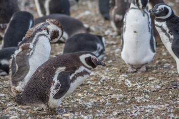 Fototapeta premium Wild Penguin, Isla Magdalena, Punta Arenas, Chile, Patagonia