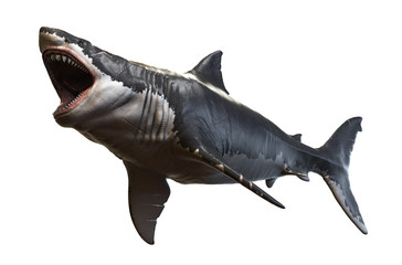 Obraz premium 3D rendering of Megalodon isolated on a white background.
