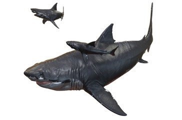 Fototapeta premium 3D rendering of a Megalodon and two Megalodon pups, isolated on a white background.