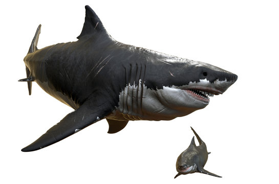 3D rendering of two Megalodons isolated on a white background.
