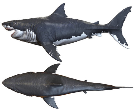 3D rendering of Megalodon isolated on a white background..
