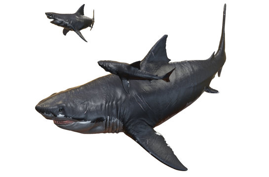 3D rendering of a Megalodon and two Megalodon pups, isolated on a white background.
