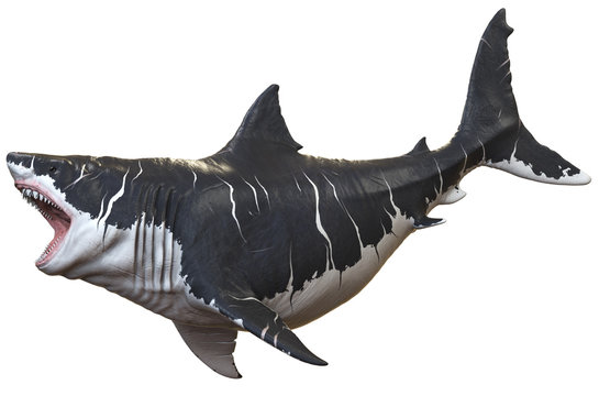 3D rendering of Megalodon isolated on a white background..