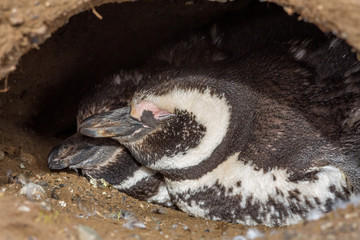 Wild Penguin, Isla Magdalena, Punta Arenas, Chile, Patagonia