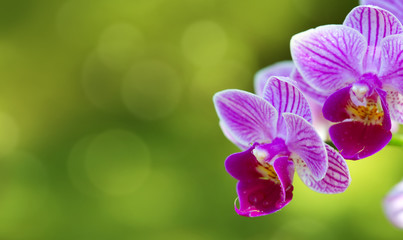 Fototapeta na wymiar Pink orchid with water drops isolated.