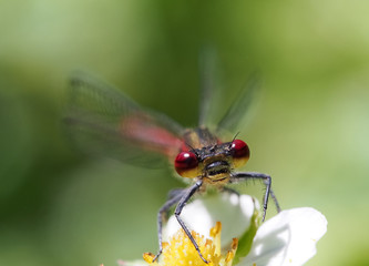 Frühe Adonislibelle (Frühe Adonisjungfer) schaut frontal in die Kamera