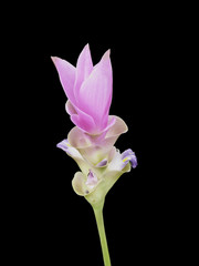 isolated Siam Tulip on the black background with clipping path