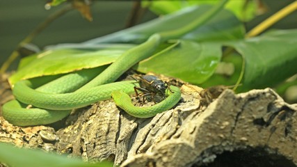 Raue Grasnatter (Opheodrys aestivus) ringelt sich um Zweifleckgrille (Gryllus bimaculatus)

