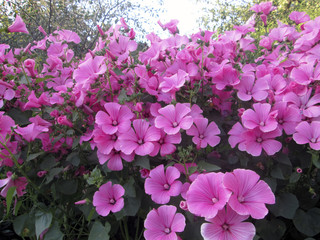 Background of very beautiful flowers lavatera
