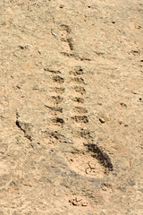 Ancient dot carvings depicting fish at Jebel Jassassiyeh site in Northern Qatar.