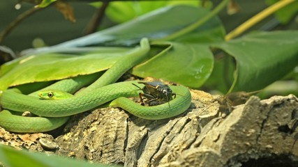 Raue Grasnatter (Opheodrys aestivus) ringelt sich um Zweifleckgrille (Gryllus bimaculatus)
