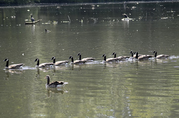 Enten und Reiher am Wasser