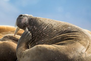 Walrus scratching his head in a group of walruses on Prins Karls Forland, Svalbard