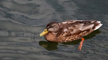 Canard sur la Sarre