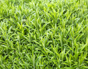 Green plants background texture.