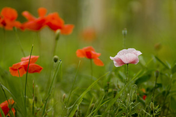 Mohn