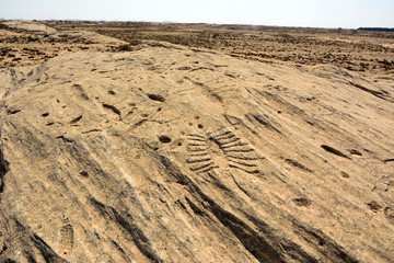 Ancient petroglyphs depicting fish and boats on a rock outcrop in Jebel Jassassiyeh in Northern Qatar.