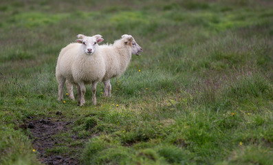 Young Icelandic Sheep