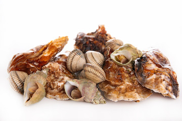 assorted clam and oyster