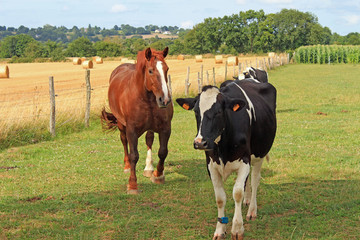 Vaches en baie du Mont Saint Michel