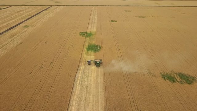 Aerial view: Combine harvester loading wheat grain into trailer. Flying above field 