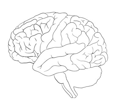Brain cartoon  outline vector symbol icon design. Beautiful illustration isolated on white background