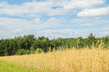 Fototapeta premium Blue sky and wheat
